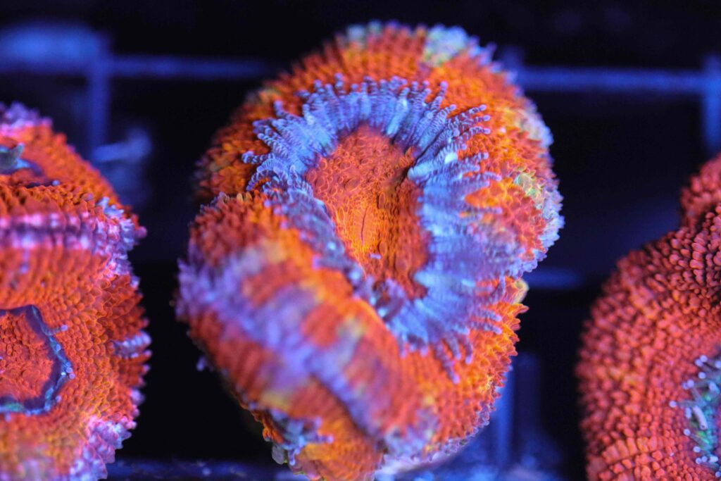 Frag Box Corals