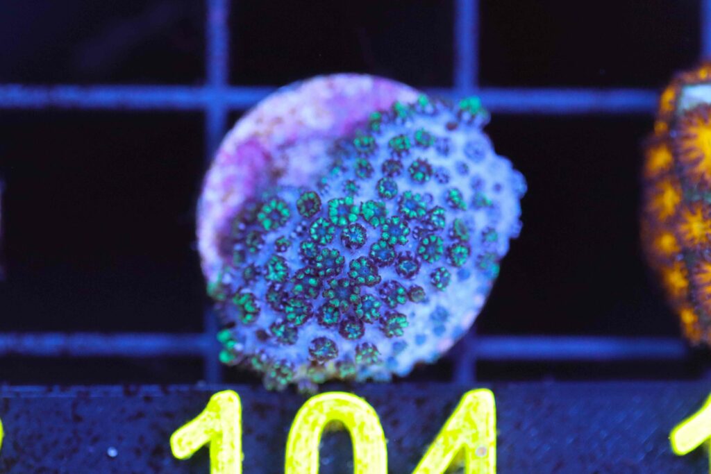 Frag Box Corals