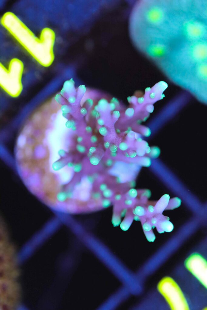 Frag Box Corals