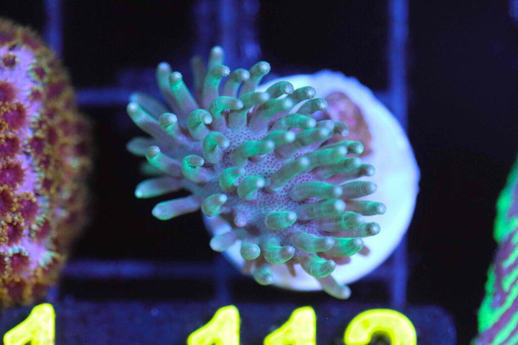 Frag Box Corals