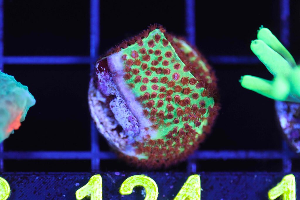 Frag Box Corals