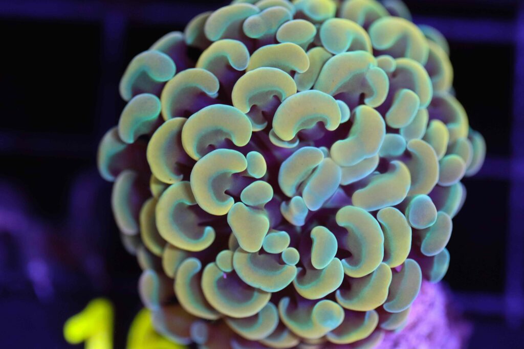 Frag Box Corals