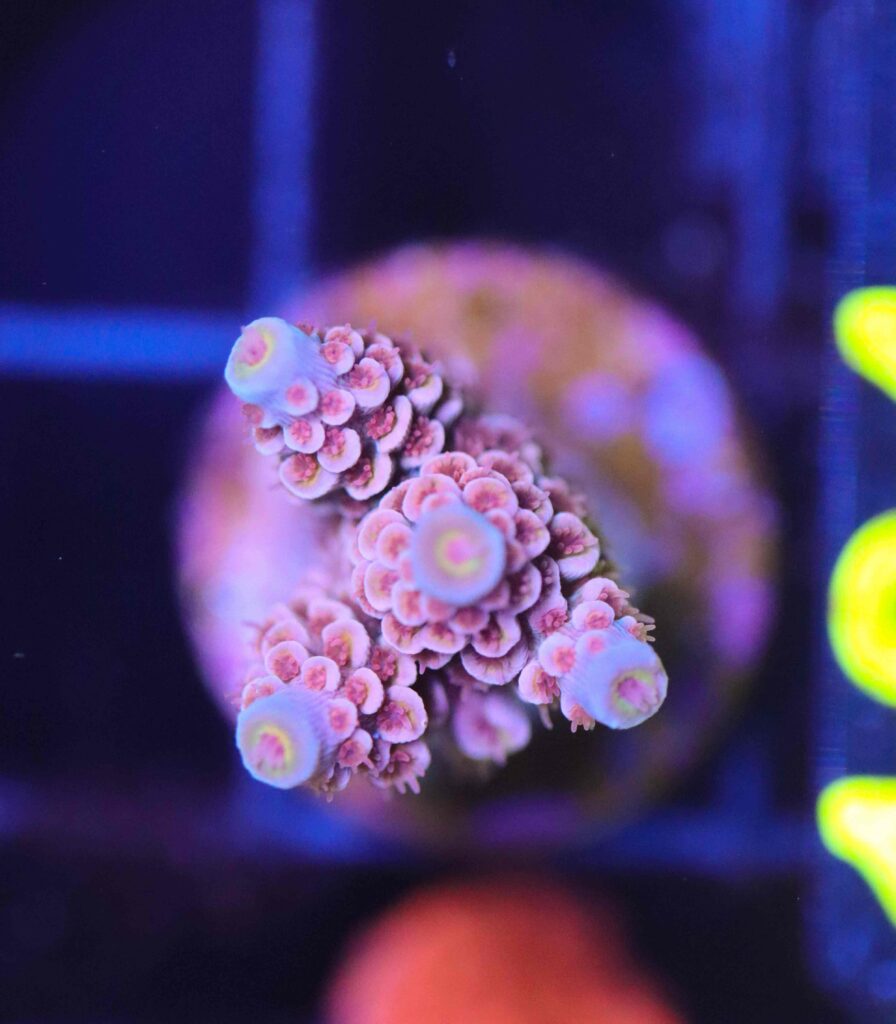Frag Box Corals