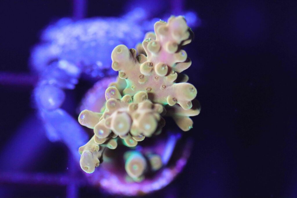 Frag Box Corals