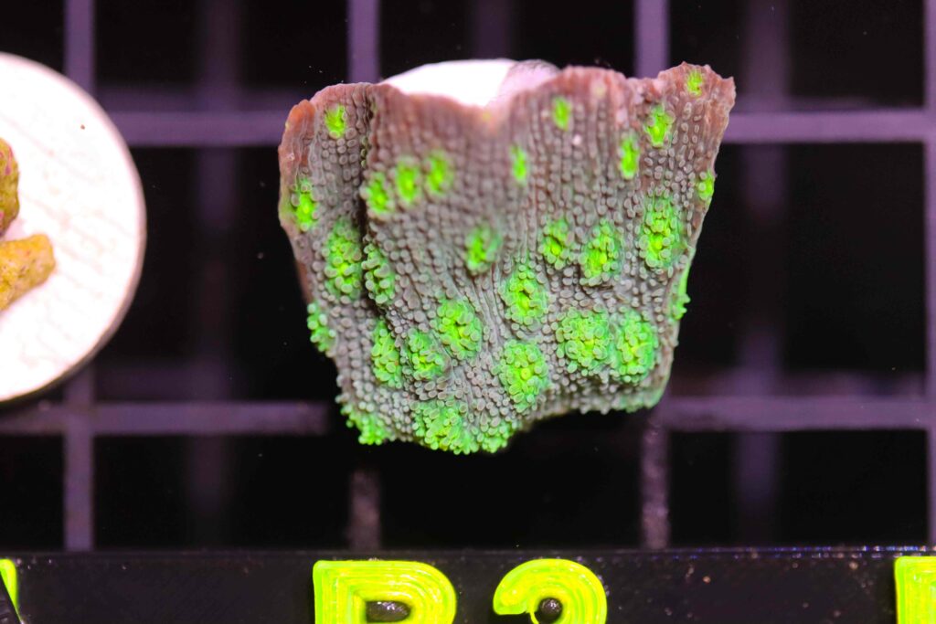 Frag Box Corals