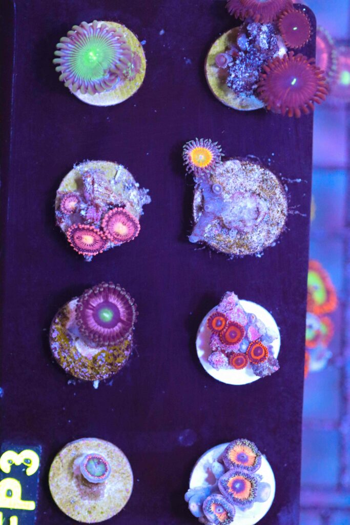 Frag Box Corals