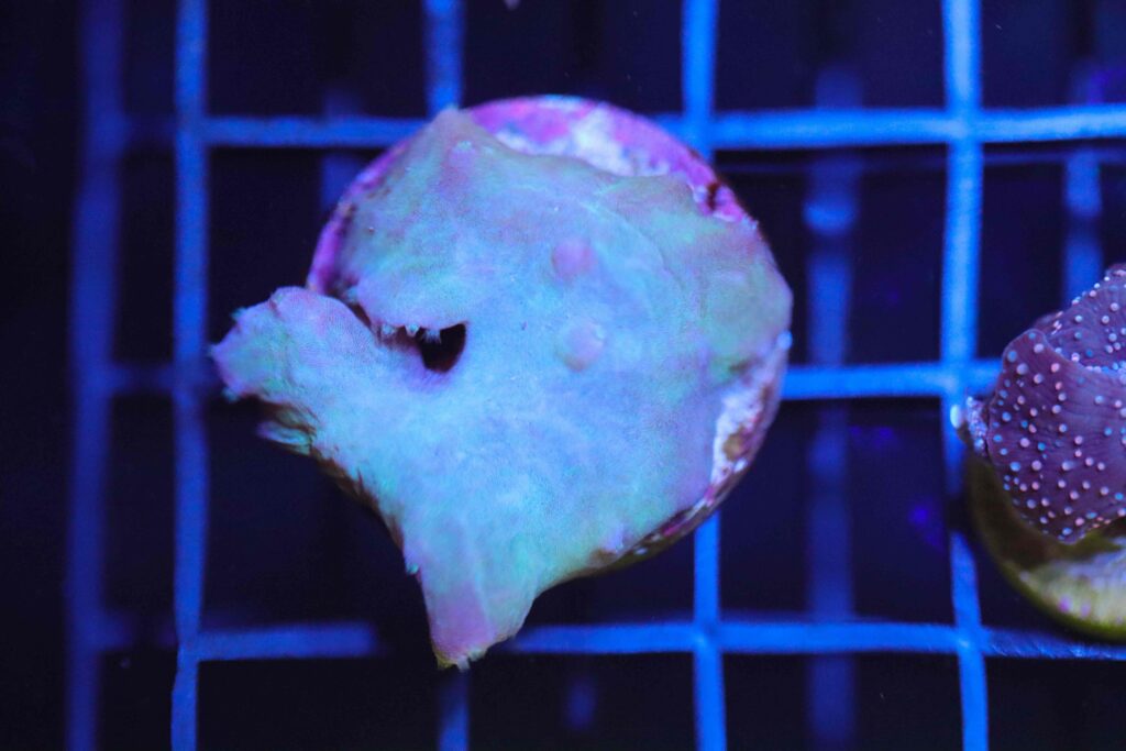 Frag Box Corals