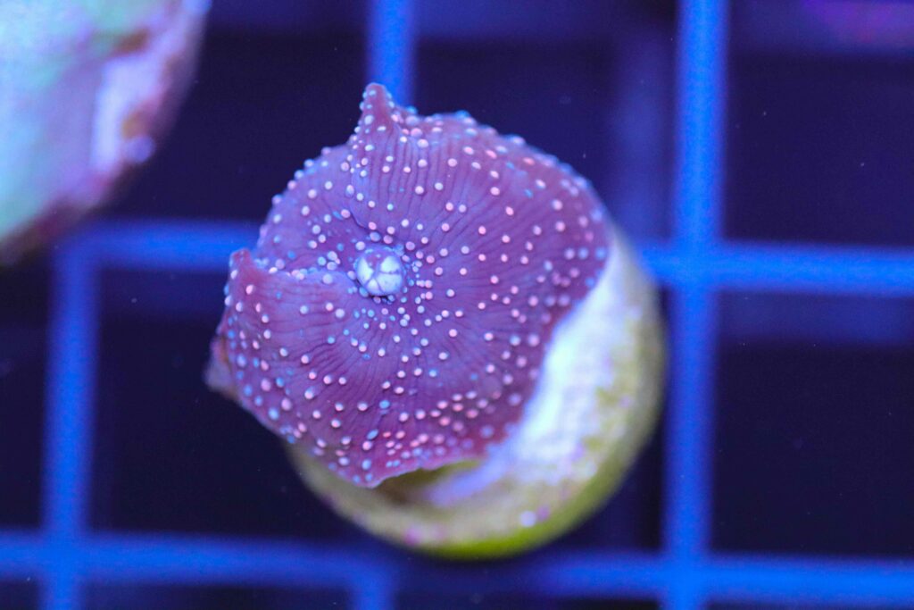 Frag Box Corals