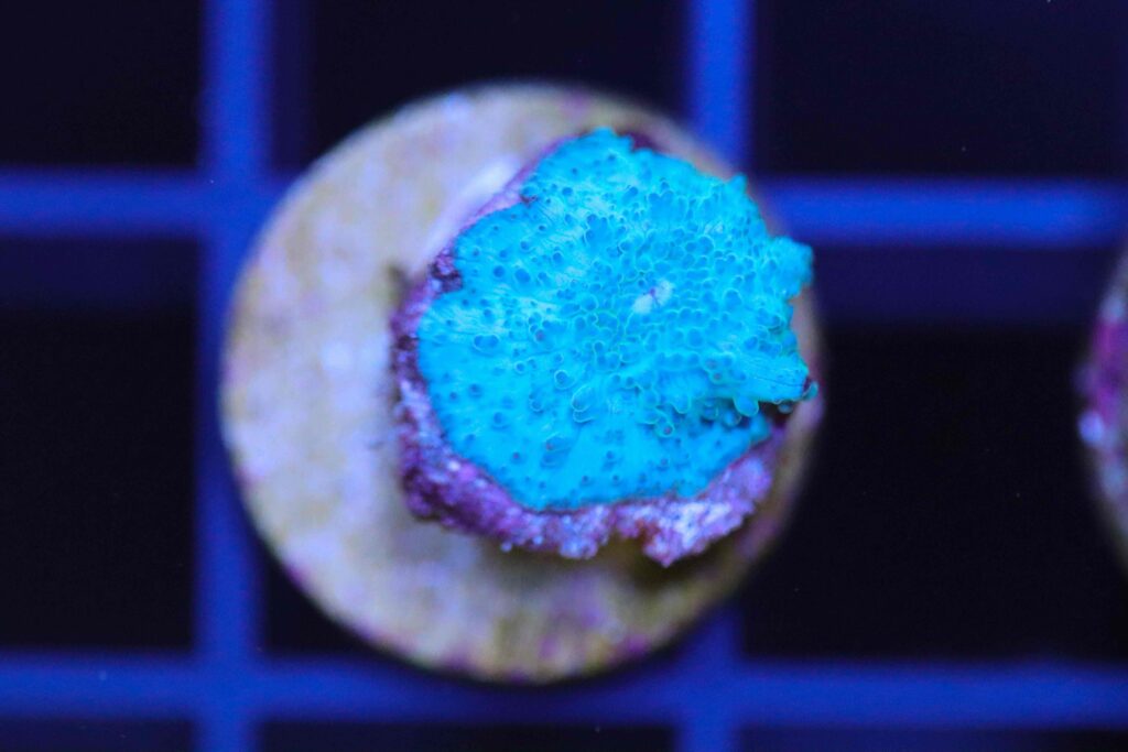Frag Box Corals
