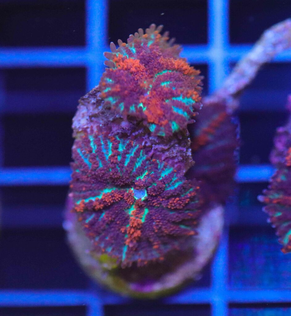 Frag Box Corals