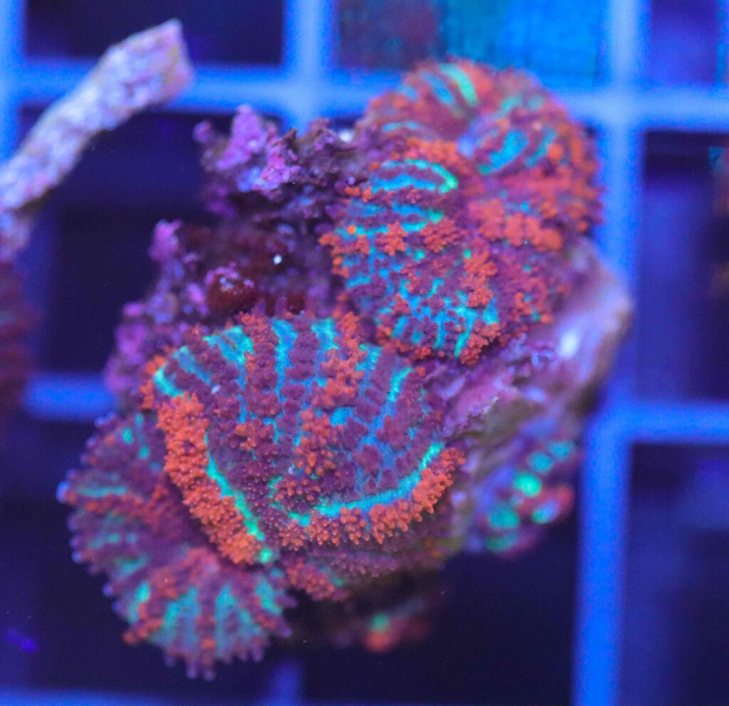 Frag Box Corals