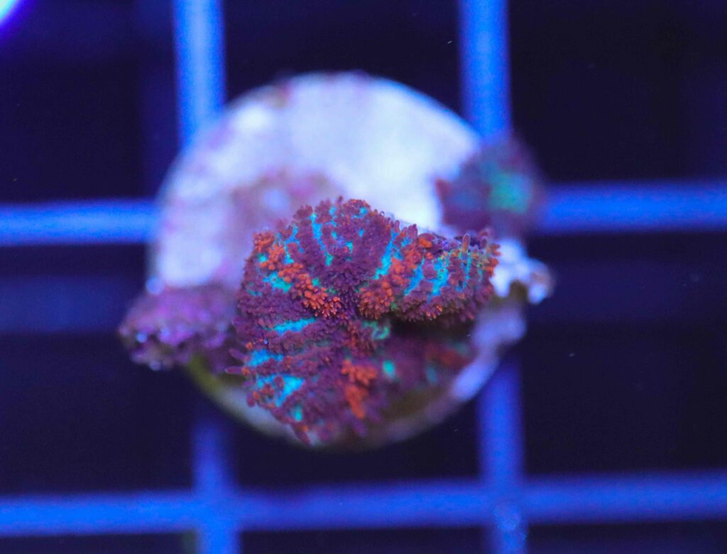 Frag Box Corals
