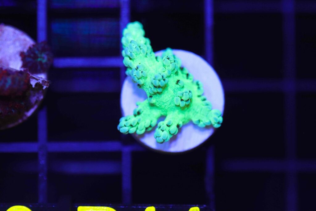 Frag Box Corals