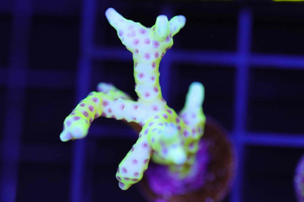 Frag Box Corals