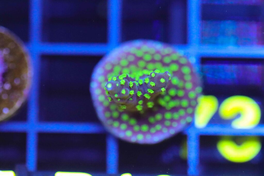Frag Box Corals