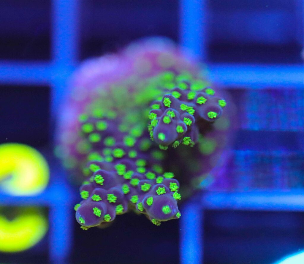 Frag Box Corals