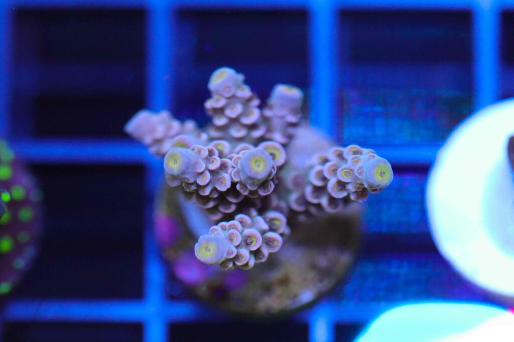 Frag Box Corals