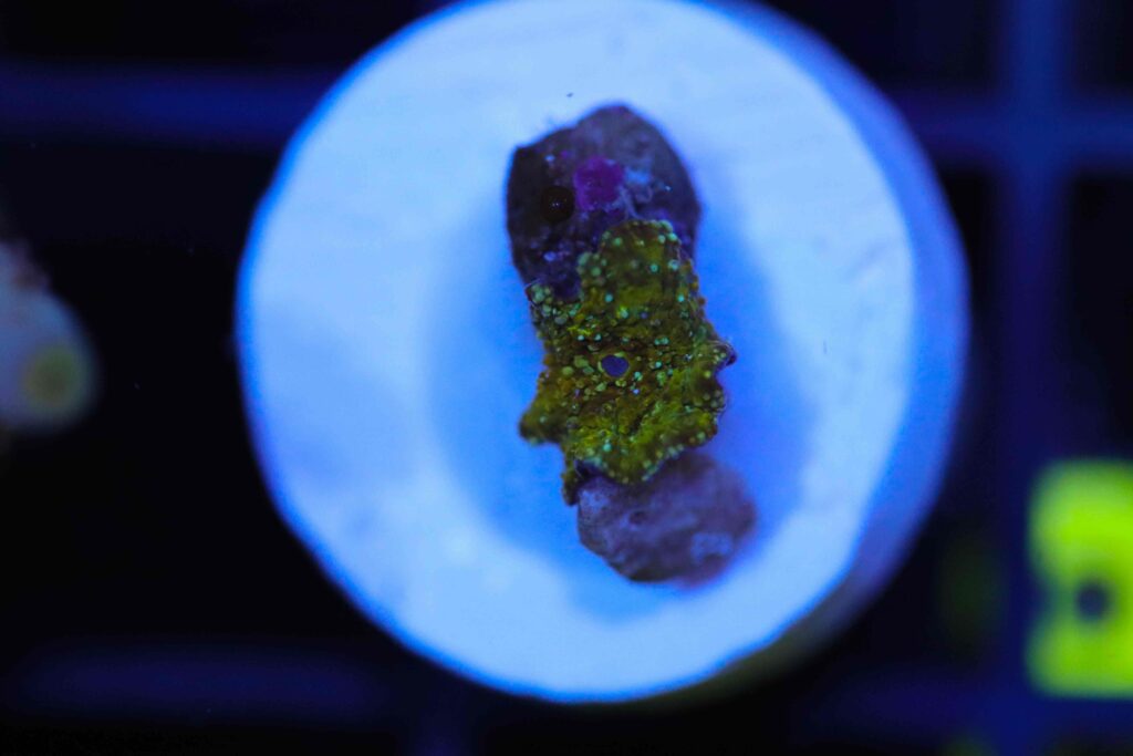 Frag Box Corals