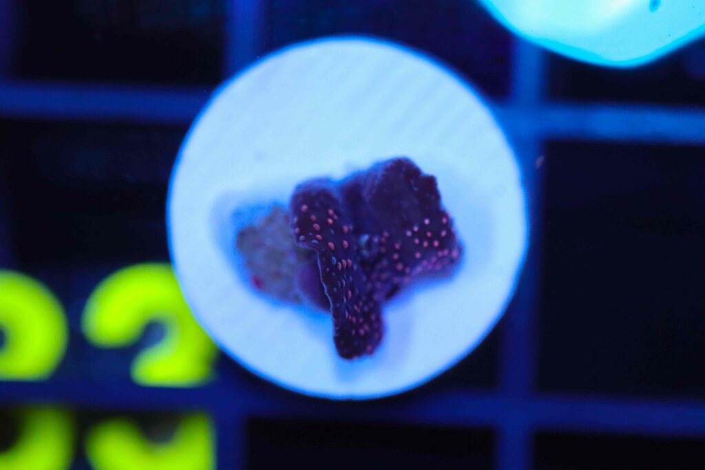 Frag Box Corals