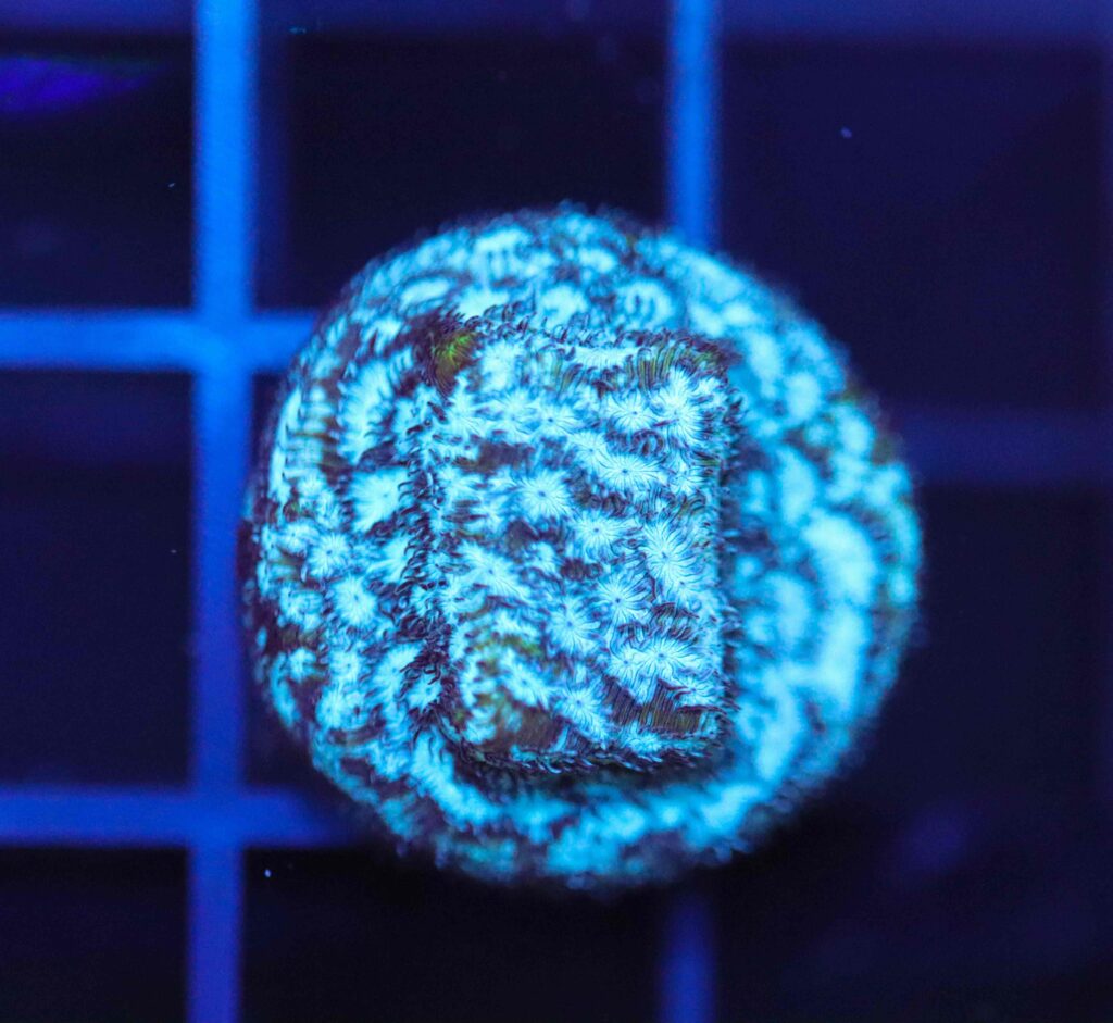 Frag Box Corals