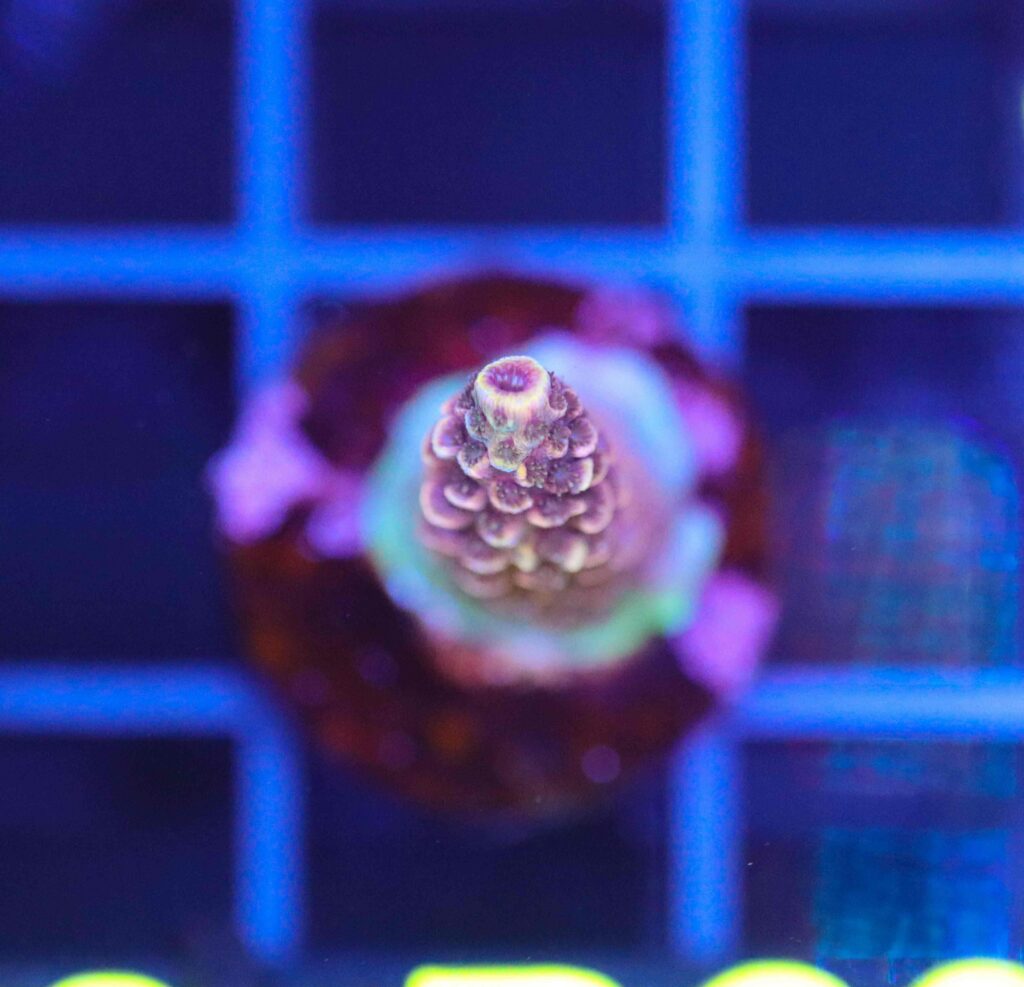 Frag Box Corals