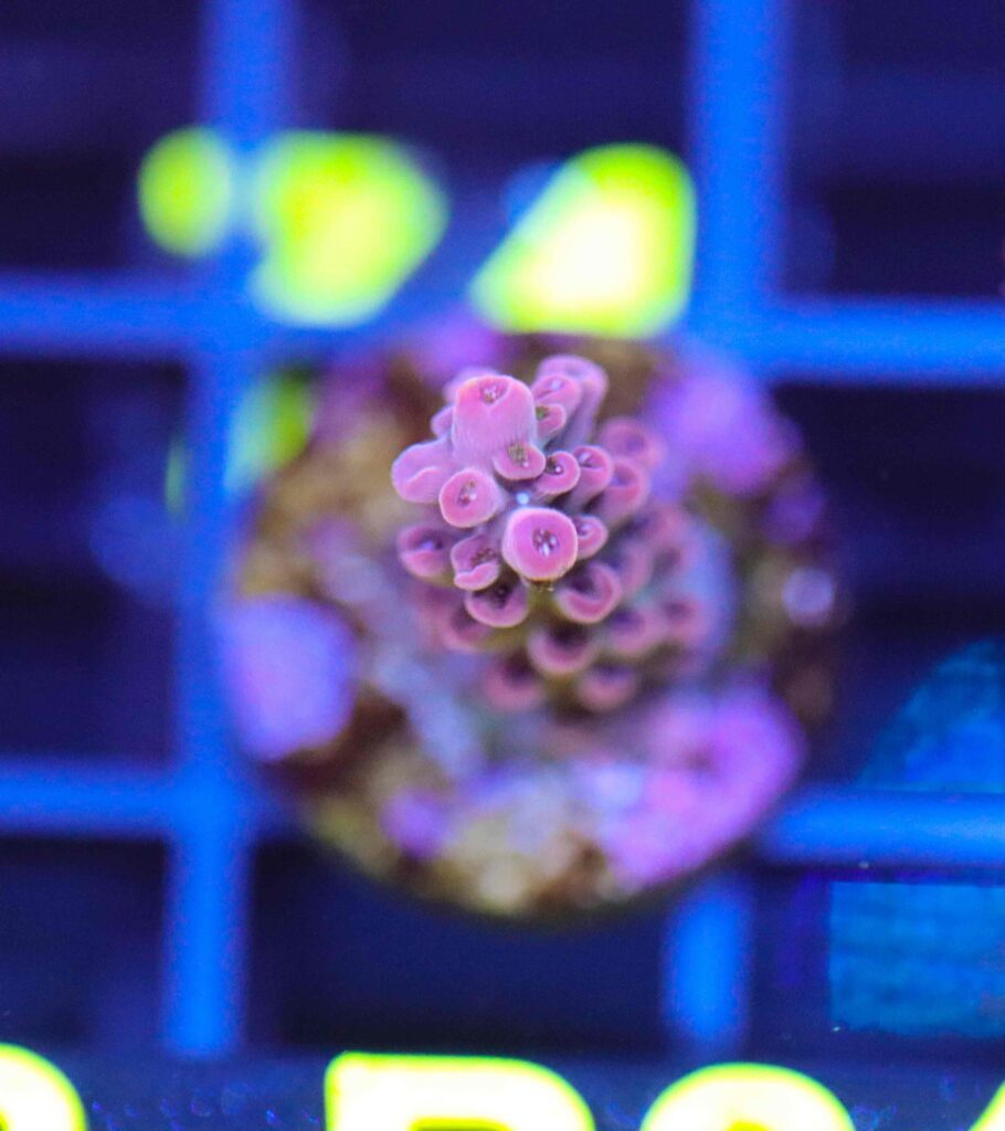 Frag Box Corals