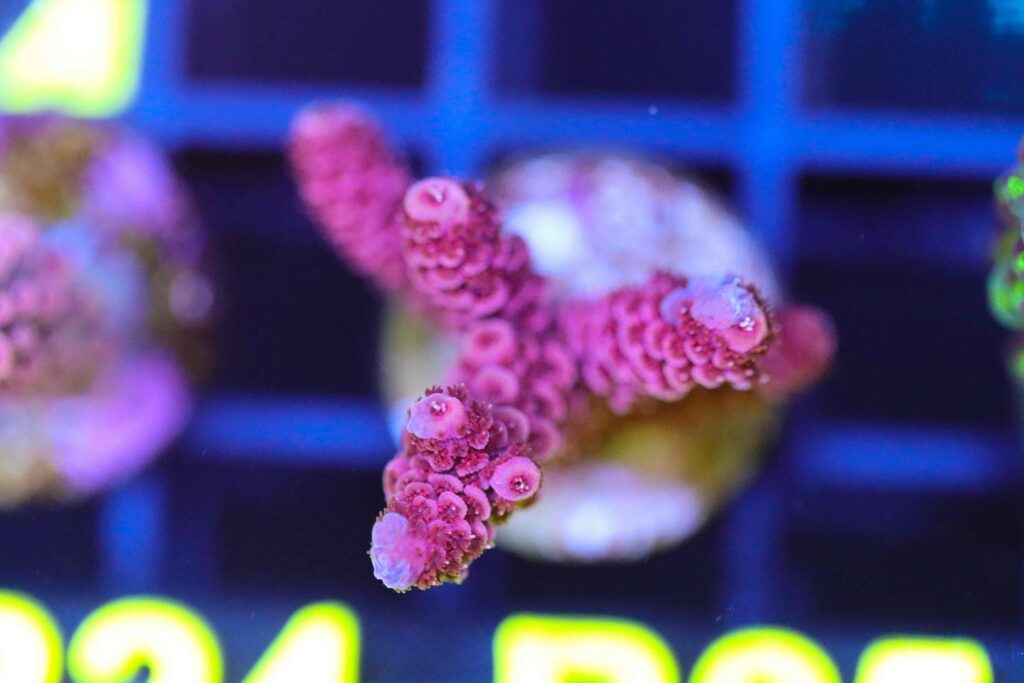 Frag Box Corals
