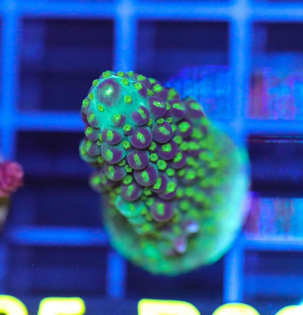 Frag Box Corals