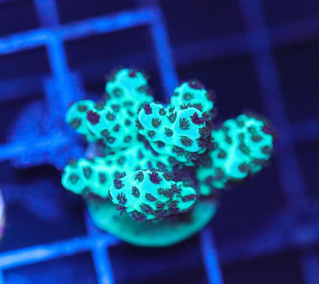 Frag Box Corals