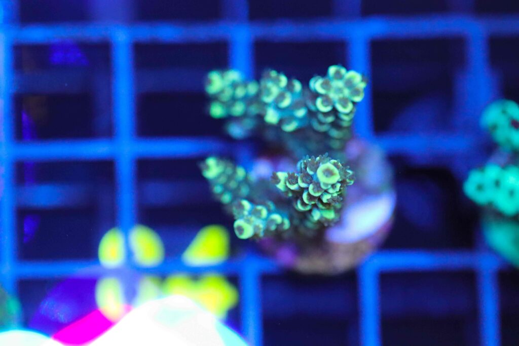Frag Box Corals