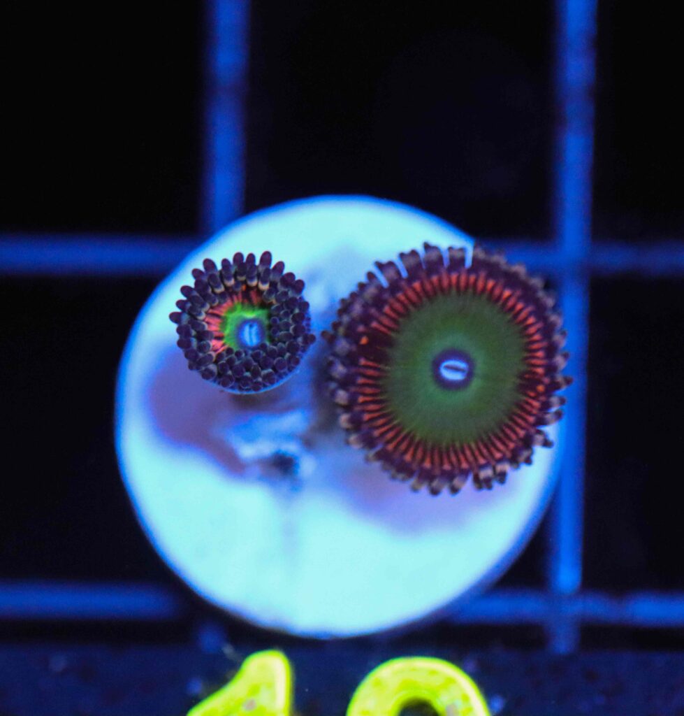 Frag Box Corals