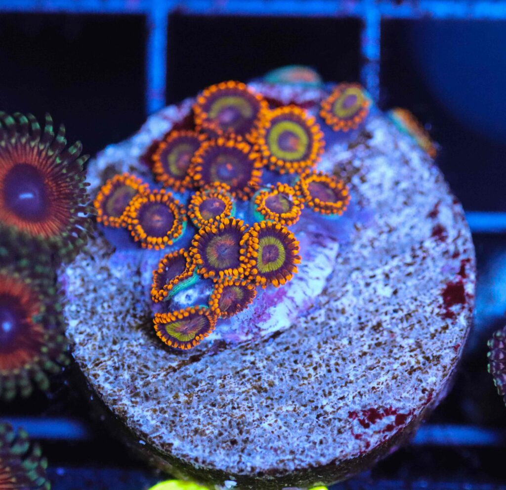 Frag Box Corals