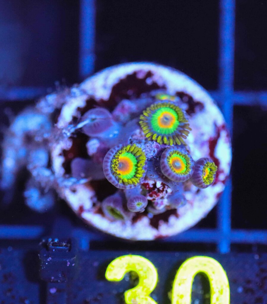 Frag Box Corals