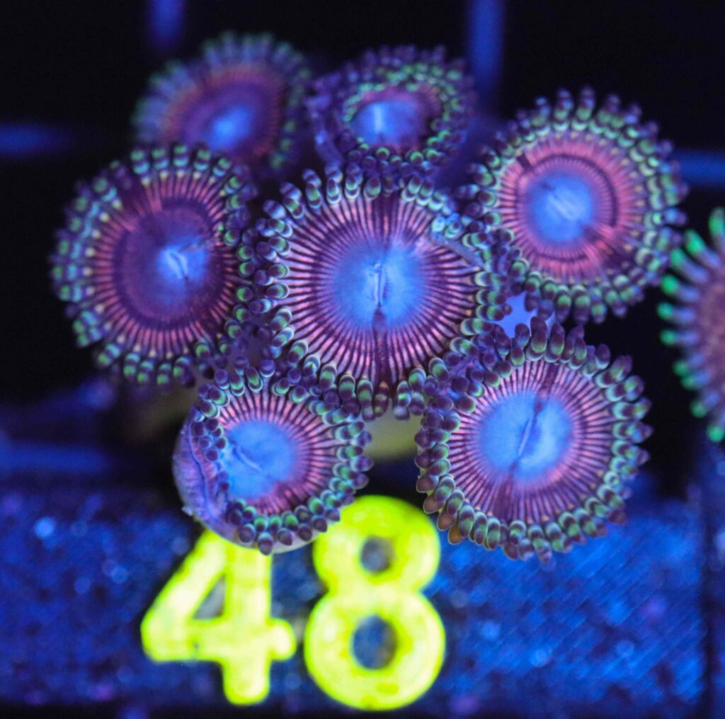 Frag Box Corals