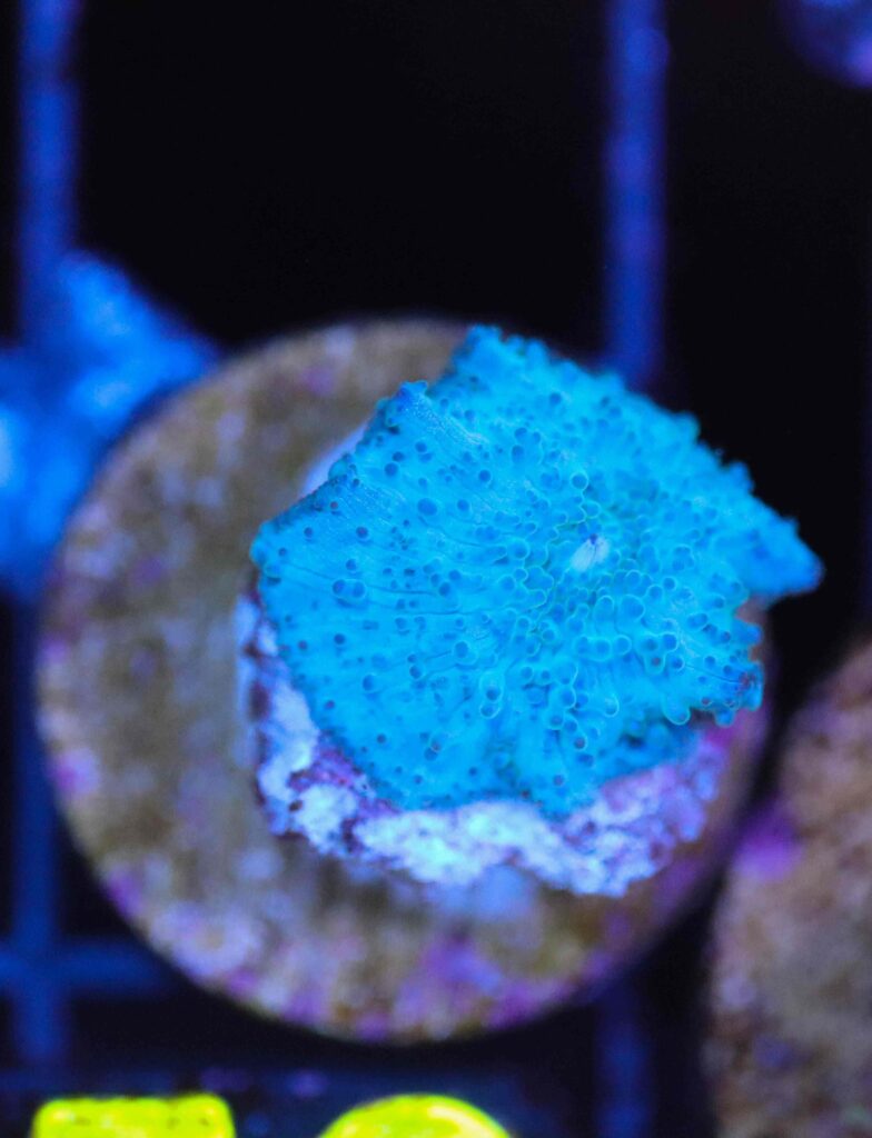 Frag Box Corals