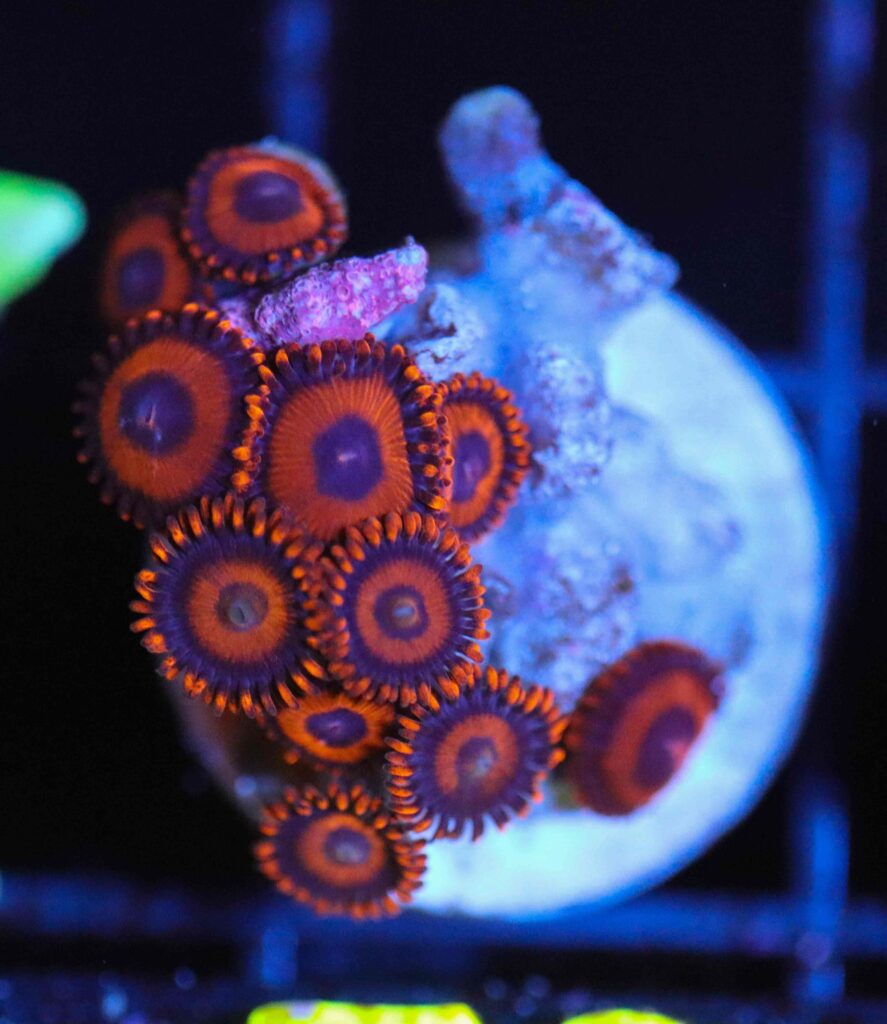Frag Box Corals
