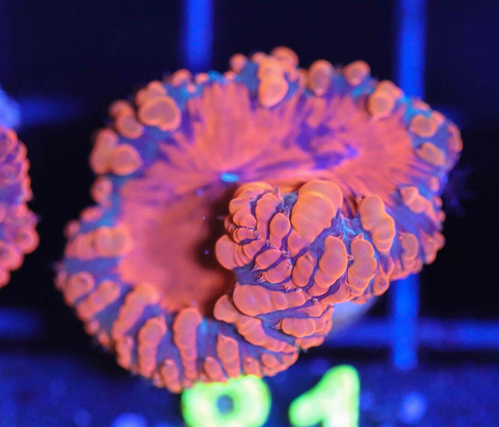 Frag Box Corals