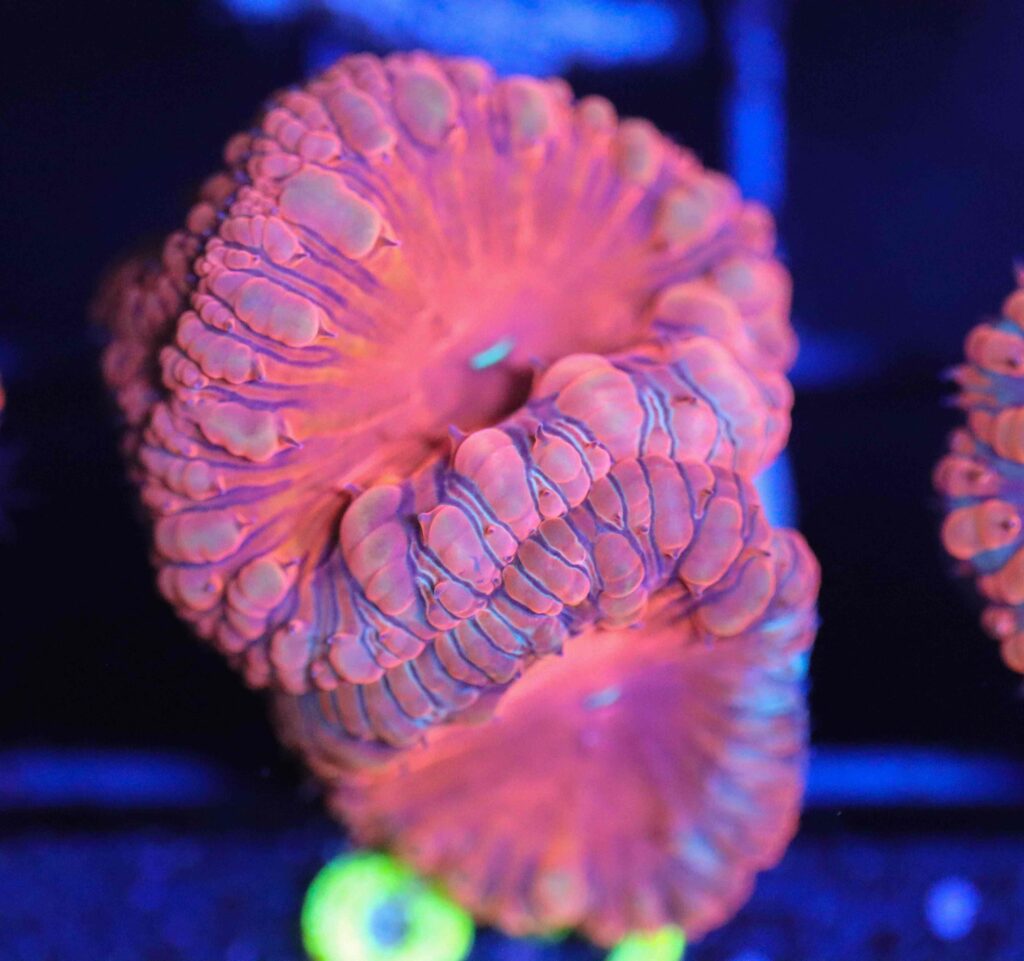 Frag Box Corals