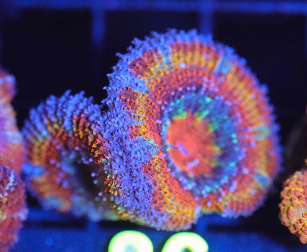 Frag Box Corals