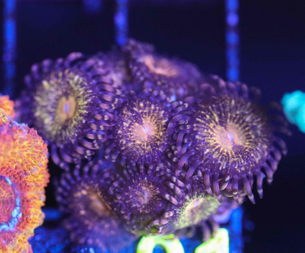 Frag Box Corals