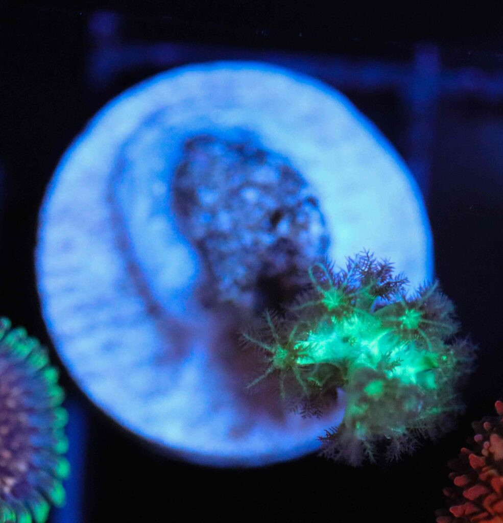 Frag Box Corals