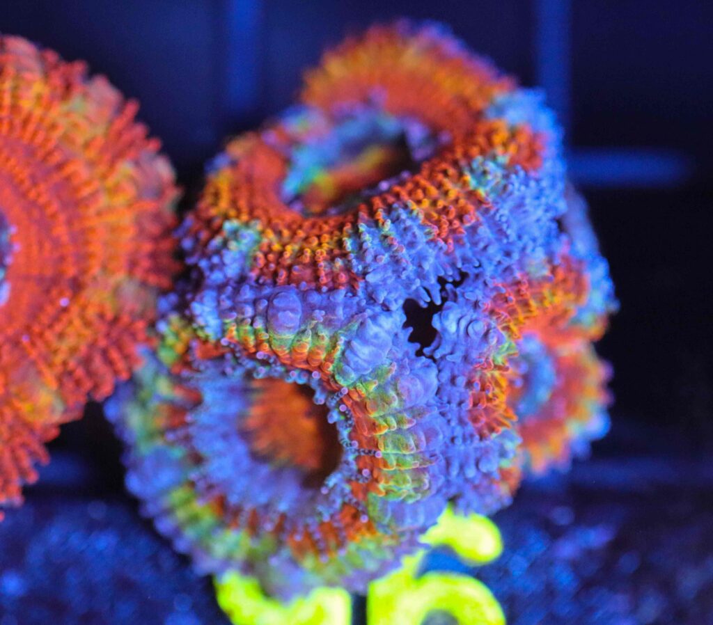 Frag Box Corals