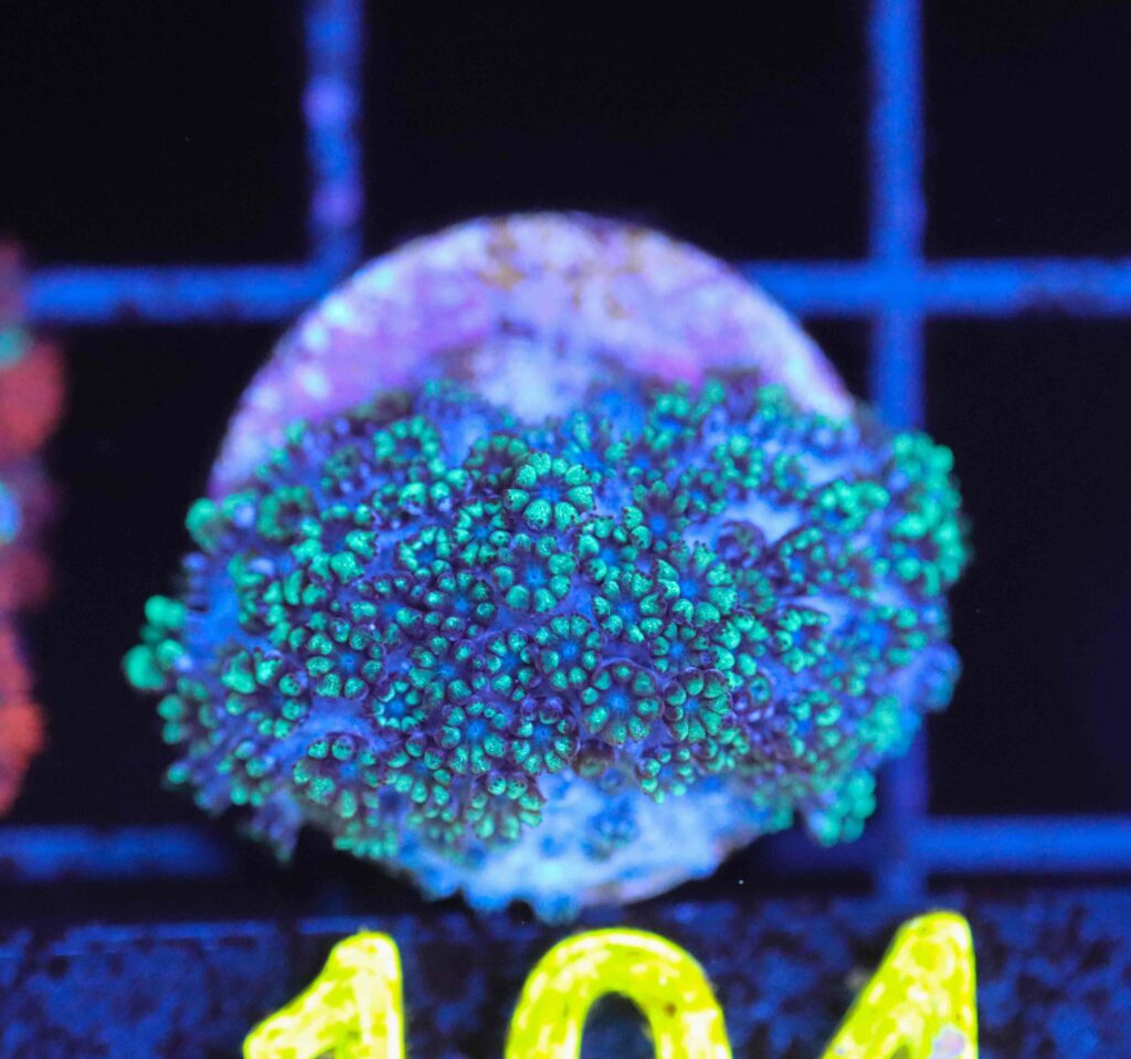 Frag Box Corals