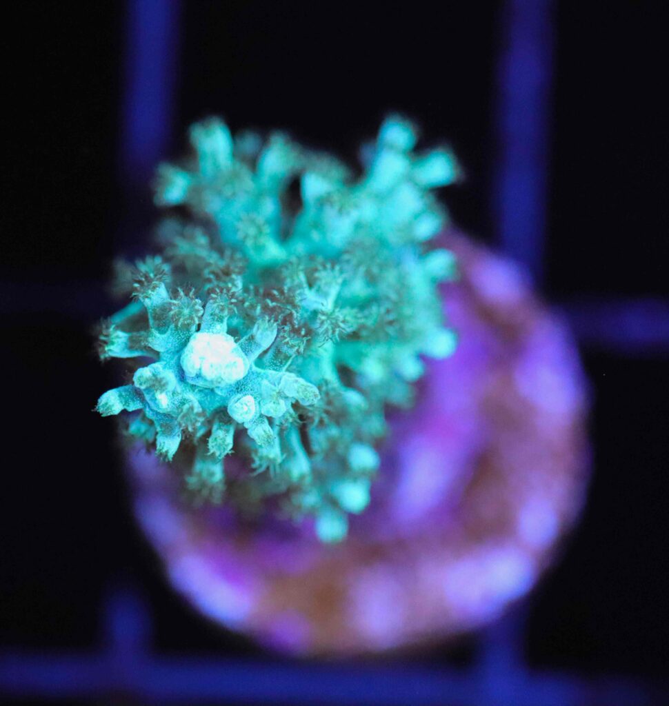 Frag Box Corals