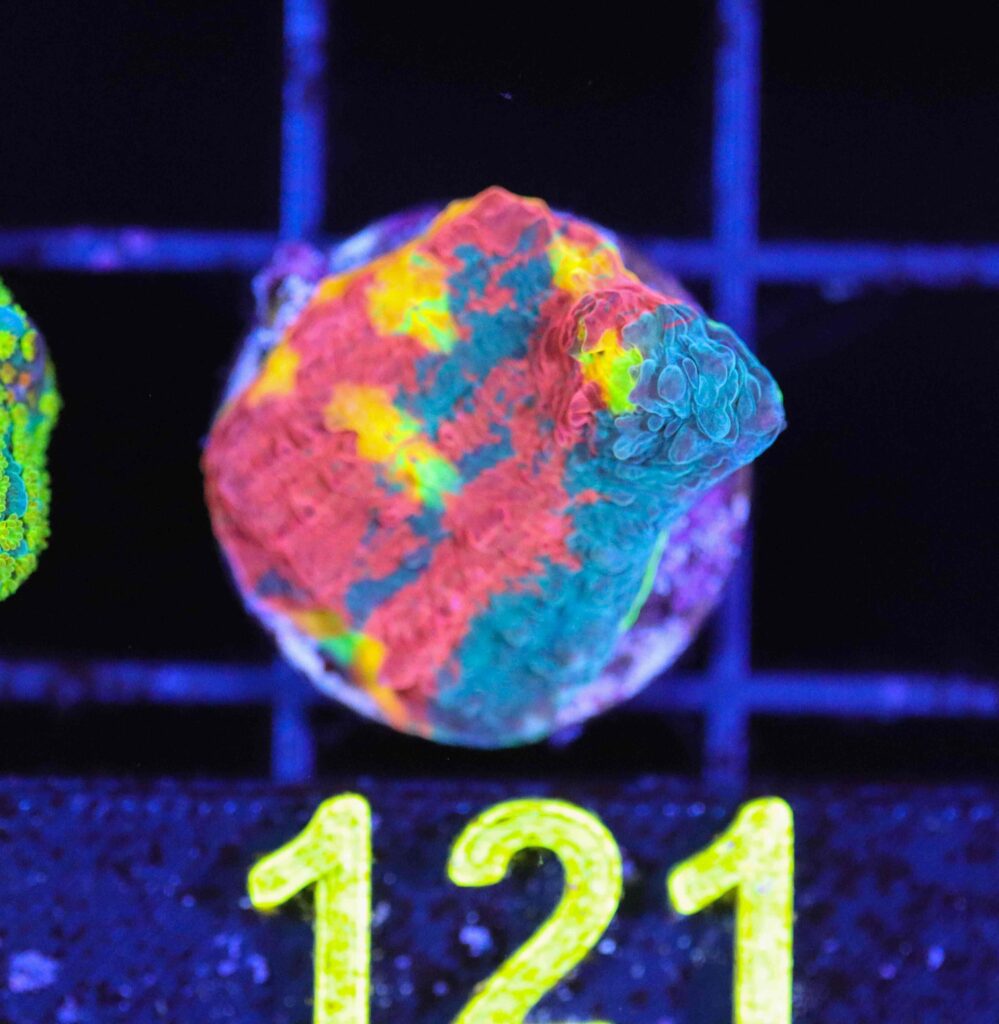 Frag Box Corals