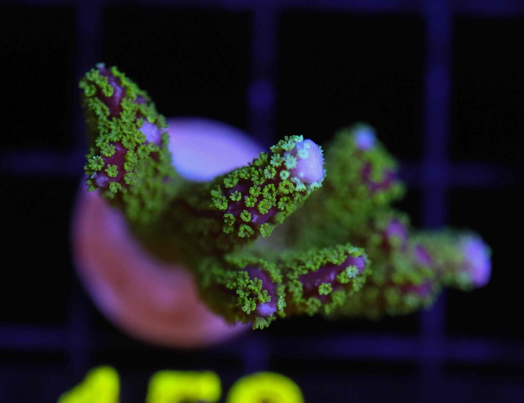 Frag Box Corals