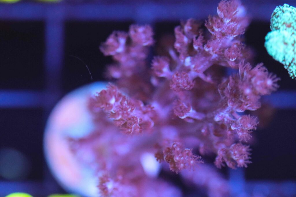 Frag Box Corals