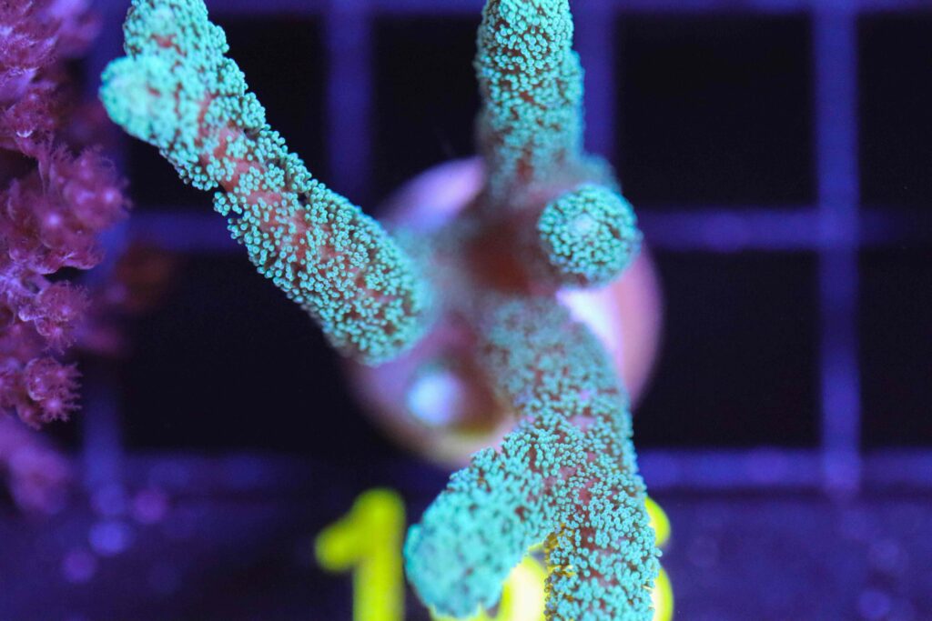 Frag Box Corals