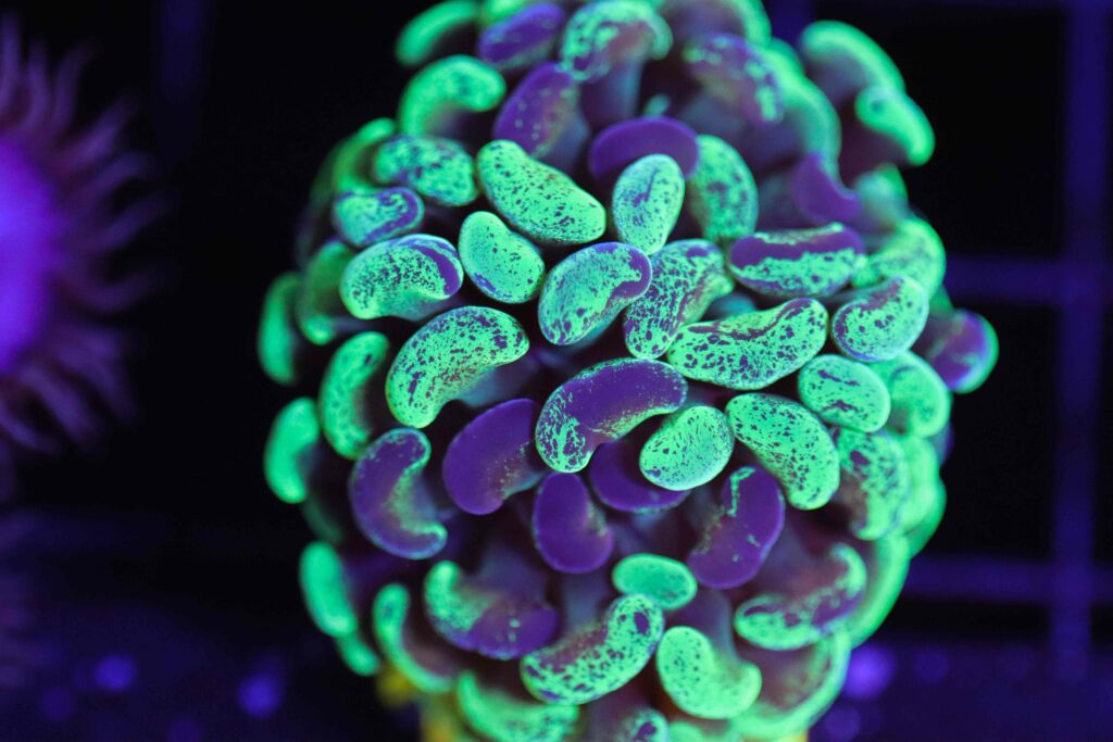 Frag Box Corals
