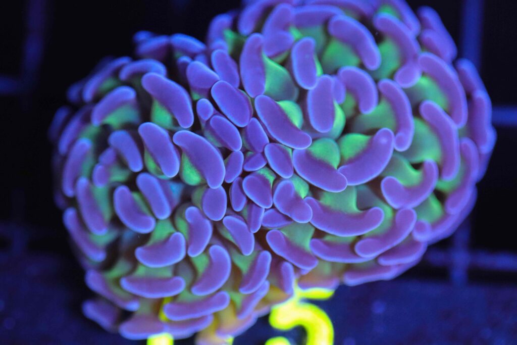 Frag Box Corals
